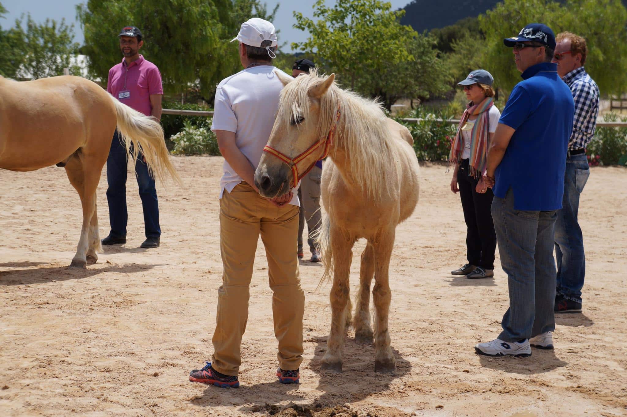 Jornadas al aire libre -Horse and Coach
