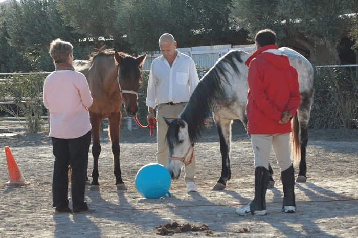 Sobre nosotros: Coaching con caballos